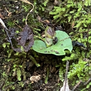 Corysanthes grumula at suppressed - 5 Aug 2023