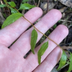 Billardiera macrantha (Mountain Appleberry) at Tidbinbilla Nature Reserve - 5 Aug 2023 by Tapirlord