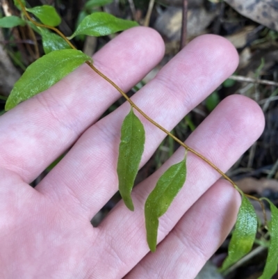 Billardiera macrantha (Mountain Appleberry) at Tidbinbilla Nature Reserve - 5 Aug 2023 by Tapirlord