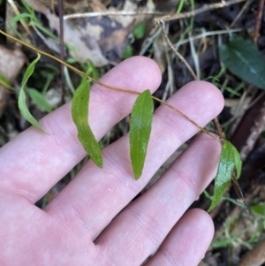 Billardiera macrantha at Paddys River, ACT - 5 Aug 2023