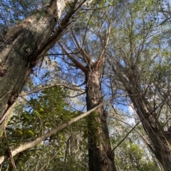 Eucalyptus fastigata at Tidbinbilla Nature Reserve - 5 Aug 2023 12:13 PM