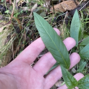 Prostanthera lasianthos at Paddys River, ACT - 5 Aug 2023