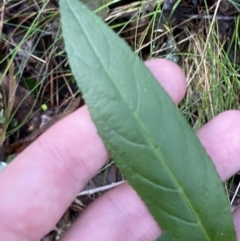 Prostanthera lasianthos at Paddys River, ACT - 5 Aug 2023