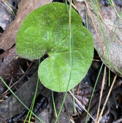 Dichondra repens (Kidney Weed) at Paddys River, ACT - 5 Aug 2023 by Tapirlord