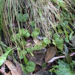 Dichondra repens at Paddys River, ACT - 5 Aug 2023