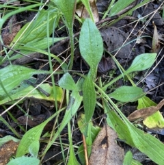 Plantago debilis (Shade Plantain) at Paddys River, ACT - 5 Aug 2023 by Tapirlord