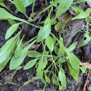 Plantago debilis at Paddys River, ACT - 5 Aug 2023