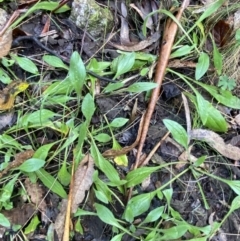 Plantago debilis at Paddys River, ACT - 5 Aug 2023