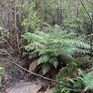 Dicksonia antarctica at Paddys River, ACT - 5 Aug 2023