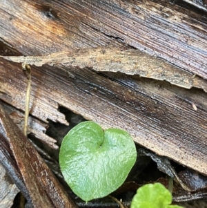 Corysanthes hispida at Paddys River, ACT - suppressed