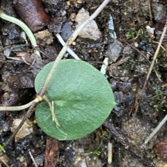 Corysanthes hispida at Paddys River, ACT - suppressed