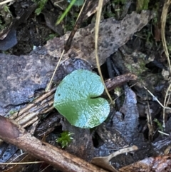 Corysanthes hispida at Paddys River, ACT - suppressed