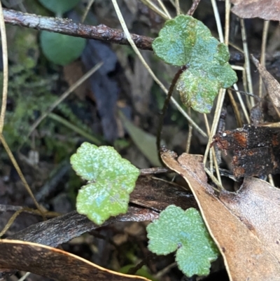 Hydrocotyle hirta (Hairy Pennywort) at Paddys River, ACT - 5 Aug 2023 by Tapirlord