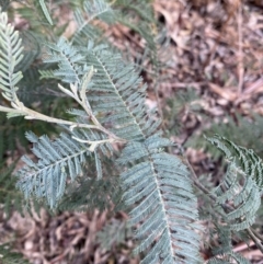 Acacia dealbata subsp. subalpina (Monaro Silver-wattle) at Paddys River, ACT - 5 Aug 2023 by Tapirlord