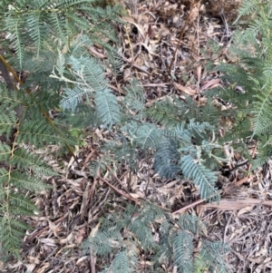 Acacia dealbata subsp. subalpina at Paddys River, ACT - 5 Aug 2023