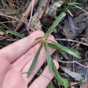 Olearia erubescens at Paddys River, ACT - 5 Aug 2023