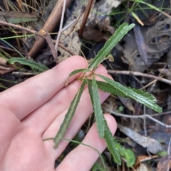 Olearia erubescens at Paddys River, ACT - 5 Aug 2023 12:05 PM