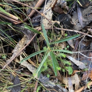 Olearia erubescens at Paddys River, ACT - 5 Aug 2023