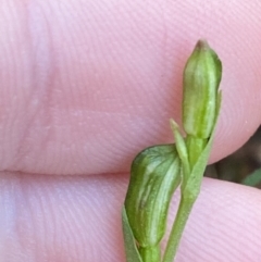 Bunochilus montanus (ACT) = Pterostylis jonesii (NSW) (Montane Leafy Greenhood) at Paddys River, ACT - 5 Aug 2023 by Tapirlord
