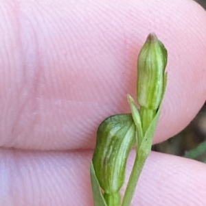 Bunochilus montanus at Paddys River, ACT - 5 Aug 2023