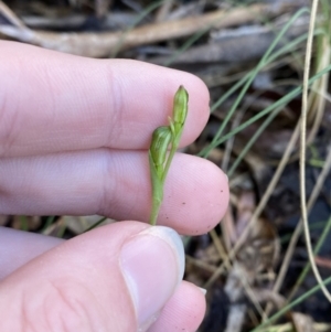 Bunochilus montanus at Paddys River, ACT - 5 Aug 2023