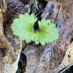 Veronica calycina at Paddys River, ACT - 5 Aug 2023 12:05 PM