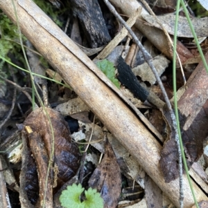 Veronica calycina at Paddys River, ACT - 5 Aug 2023 12:05 PM