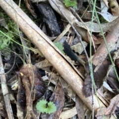 Veronica calycina at Paddys River, ACT - 5 Aug 2023 12:05 PM