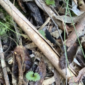 Veronica calycina at Paddys River, ACT - 5 Aug 2023