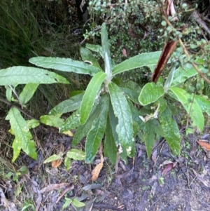 Bedfordia arborescens at Paddys River, ACT - 5 Aug 2023 12:04 PM