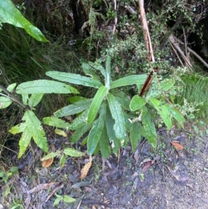 Bedfordia arborescens at Paddys River, ACT - 5 Aug 2023 12:04 PM