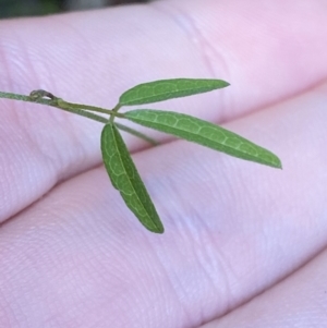 Glycine clandestina at Paddys River, ACT - 5 Aug 2023 12:03 PM