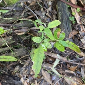 Glycine clandestina at Paddys River, ACT - 5 Aug 2023