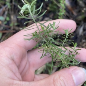 Cassinia aculeata subsp. aculeata at Paddys River, ACT - 5 Aug 2023