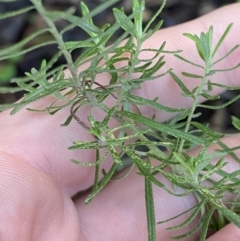 Cassinia aculeata subsp. aculeata at Paddys River, ACT - 5 Aug 2023 12:03 PM