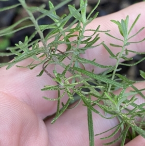 Cassinia aculeata subsp. aculeata at Paddys River, ACT - 5 Aug 2023 12:03 PM