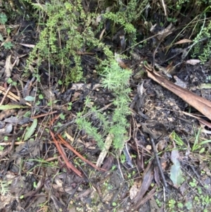 Cassinia aculeata subsp. aculeata at Paddys River, ACT - 5 Aug 2023 12:03 PM