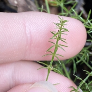 Asperula scoparia at Paddys River, ACT - 5 Aug 2023 12:02 PM