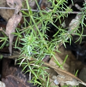 Asperula scoparia at Paddys River, ACT - 5 Aug 2023 12:02 PM