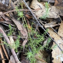 Asperula scoparia at Paddys River, ACT - 5 Aug 2023