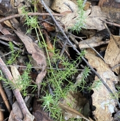 Asperula scoparia at Paddys River, ACT - 5 Aug 2023 12:02 PM