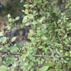 Coprosma quadrifida (Prickly Currant Bush, Native Currant) at Tidbinbilla Nature Reserve - 5 Aug 2023 by Tapirlord
