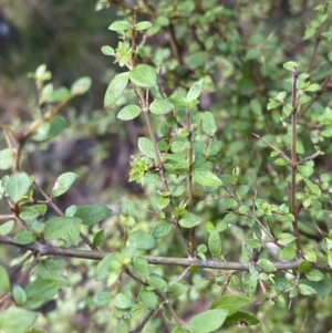 Coprosma quadrifida at Paddys River, ACT - 5 Aug 2023