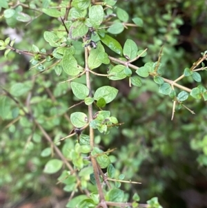 Coprosma quadrifida at Paddys River, ACT - 5 Aug 2023