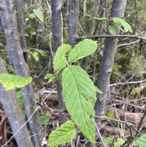 Pomaderris aspera at Paddys River, ACT - 5 Aug 2023 12:01 PM