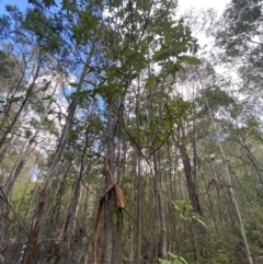 Pomaderris aspera at Paddys River, ACT - 5 Aug 2023