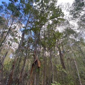 Pomaderris aspera at Paddys River, ACT - 5 Aug 2023