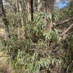 Eucalyptus radiata subsp. robertsonii (Robertson's Peppermint) at Paddys River, ACT - 5 Aug 2023 by Tapirlord