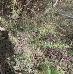 Bursaria spinosa subsp. lasiophylla (Australian Blackthorn) at Paddys River, ACT - 5 Aug 2023 by Tapirlord