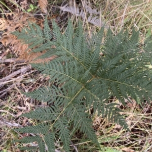 Pteridium esculentum at Paddys River, ACT - 5 Aug 2023 12:00 PM